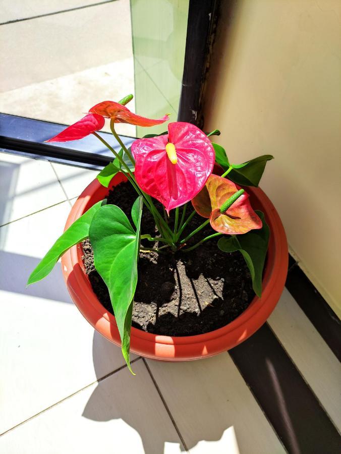Hotel Tambopata Inn بويرتو مالدونادو المظهر الخارجي الصورة